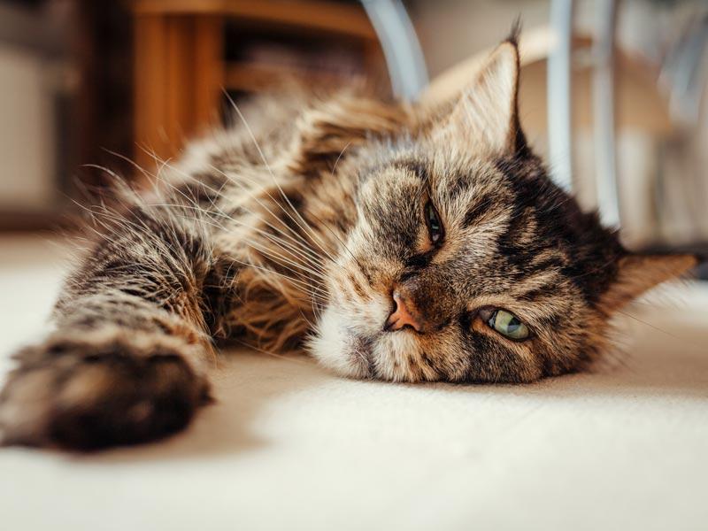 Eine alte Katze liegt auf einem Teppich